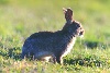  - Le Lapin de Garenne