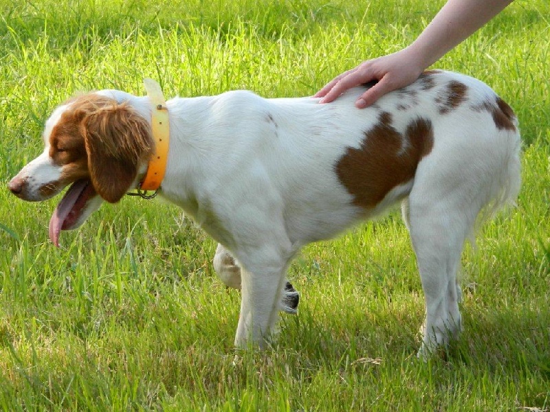 Garone des landes de pavée