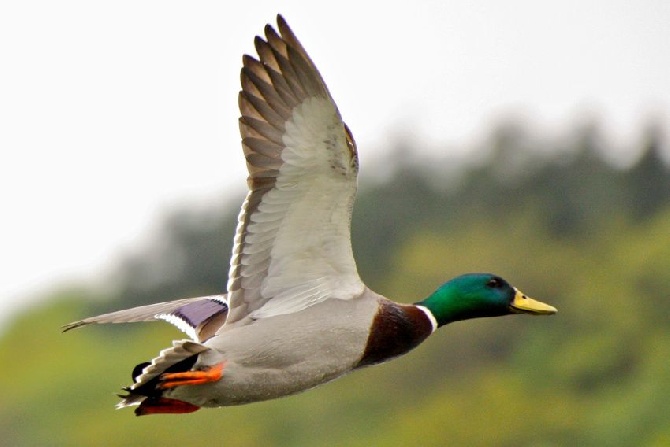 Du Duché De Guyenne - Le Canard Colvert