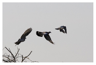 Du Duché De Guyenne - Le Pigeon Ramier