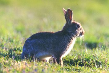 Du Duché De Guyenne - Le Lapin de Garenne